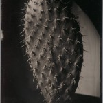 Robb Kendrick. "Untitled: Opuntia series," July 2008. "This image was made in San Miguel de Allende, Mexico, at my home. I have worked on a series of cacti pad specimen shots, and the series refers to the Latin name for spined cacti."