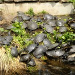 Photo by Anthony Maddaloni.