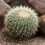 Photo by Pete Smith.