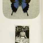 Above: A Blue Morpho butterfly specimen. Below: Belbenoit with his butterfly collection, which he caught and sold for subsistence money in Central America.