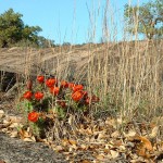 Photo of Enchanted Rock State Park by Rick Watson.