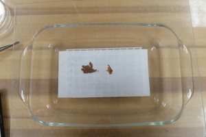 Pressed flowers in the humidification chamber.