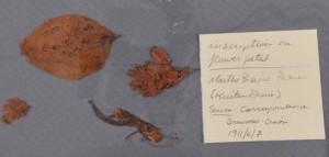 Photo of the pressed flower and obscured text before humidification