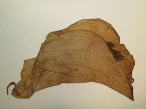 We thought there was probably no inscription on this flower.