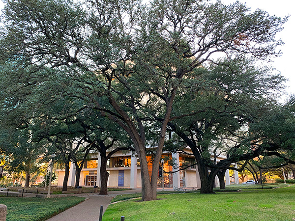 The surrounding plaza east of the Harry Ransom Center currently is planted with live oaks, native grasses, drought-resistant perennials, rocks and cacti, surrounded by concrete sidewalks. Photo by the author (2020).