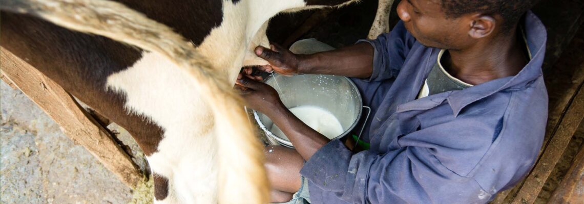 Nuru Kenya 2022 Dairy Report