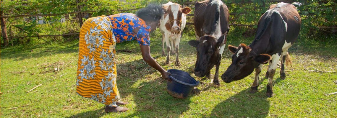 Nuru Kenya 2023 Dairy Impact Brief