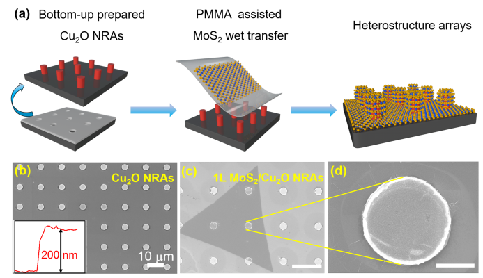 New publication: strained 2D materials for photoelectrocatalysis