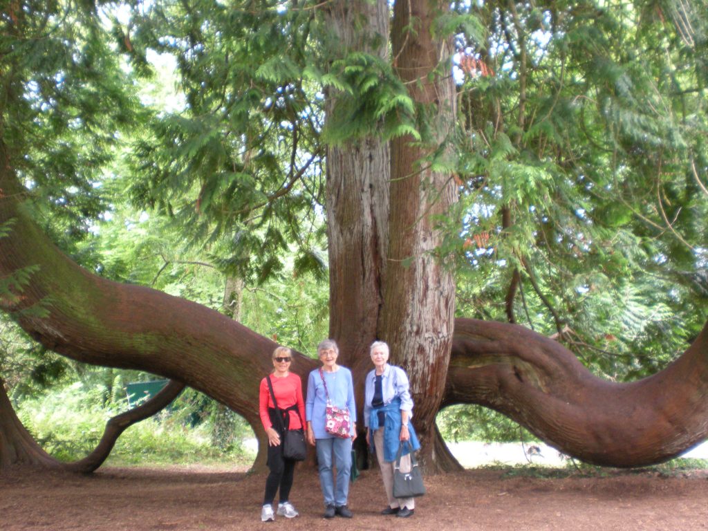 Suzanne, Diane, Anne in front of a Western Red Cedar Tree
