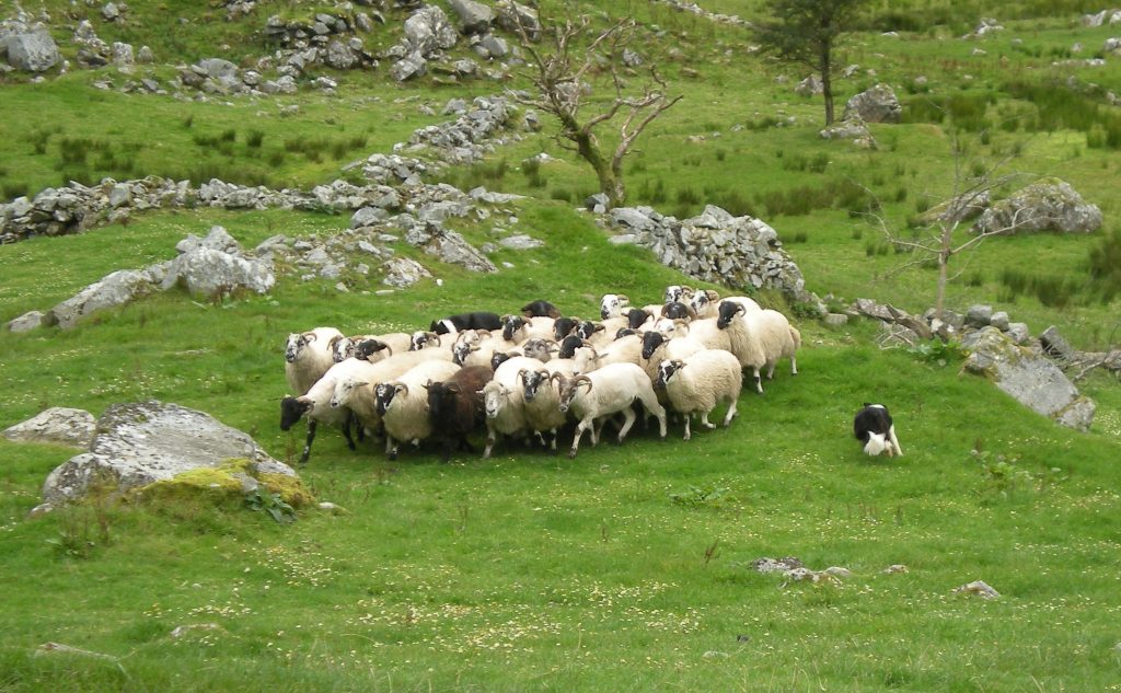 Kissane Sheep Farm, dog rounding up sheep by commands