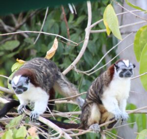 Tamarin monkeys - courtesy of Ella Quinlan