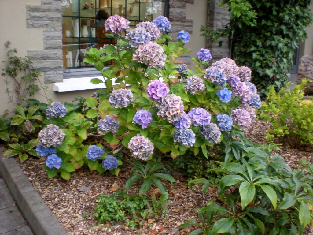 Three Color Hydrangea