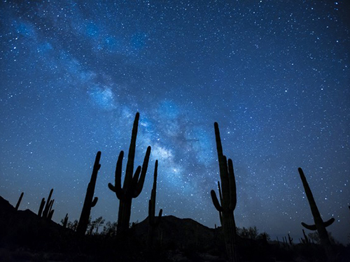 picture of constellation at night with black cactus in the foreground