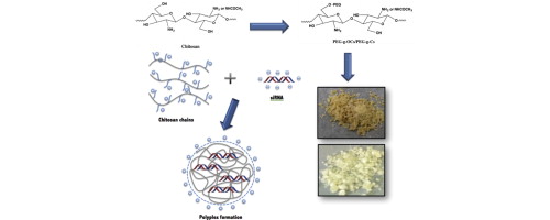 Schematic diagram showing chitosan chains forming polyplexes with siRNA (labeled “Polyplex formation”), with reaction arrows and two photos of powders (brown and off-white).
