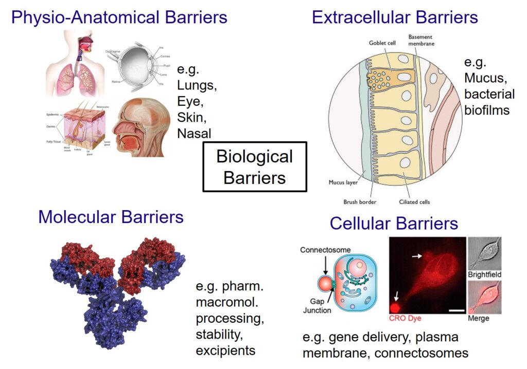 Graphic summarizing biological barriers for drug delivery for various delivery routes including lung, skin, nasal, brain, eye.
Physio-Anatomical Barriers (e.g. lungs, eye, skin, nasal)
Extracellular Barriers (e.g. mucus, baterial biofilms - diagram shows goblet cell, basement membrane, mucus layer, brush border, ciliated cells)
Molecular barriers (e.g. pharm. macromol. processing, stability, excipients)
Cellular barriers (e.g. gene delivery, plasma membrane, connectosomes - illustration shows connectosome and gap junction; photo shows CRO dye, brightfield, and merge)
