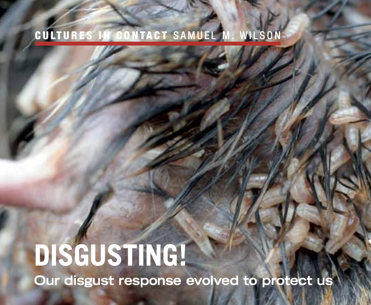 maggots on a dead animal