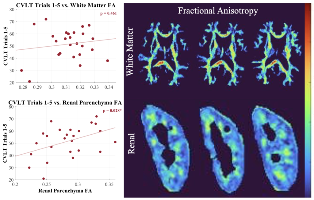 Lab finding: Cognitive decline is more strongly predicted by kidney microstructure than brain white matter structure in aging adults without dementia or kidney disease.