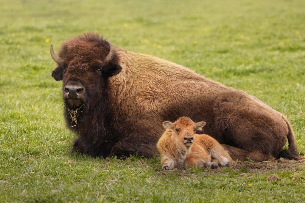 Buffalo laying on a field of short grass with her calf