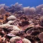 healthy coral