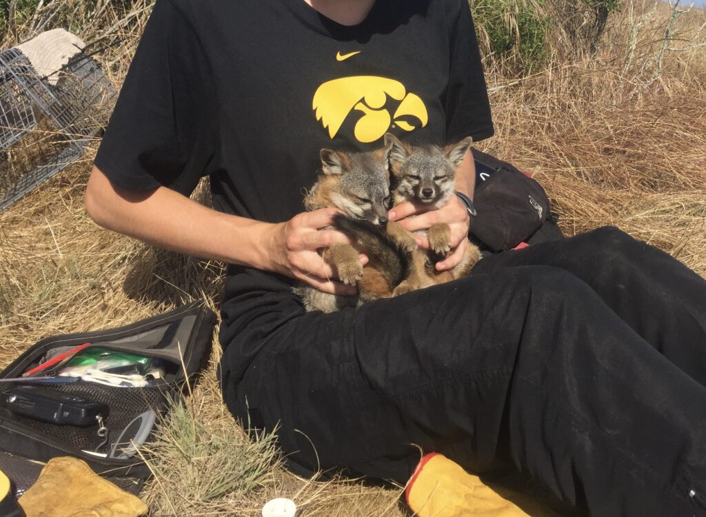 Person dressed in black sitting on the ground holding two fox kits in their lap.