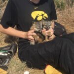 Person dressed in black sitting on the ground holding two fox kits in their lap.