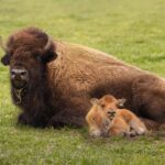 Buffalo laying on a field of short grass with her calf