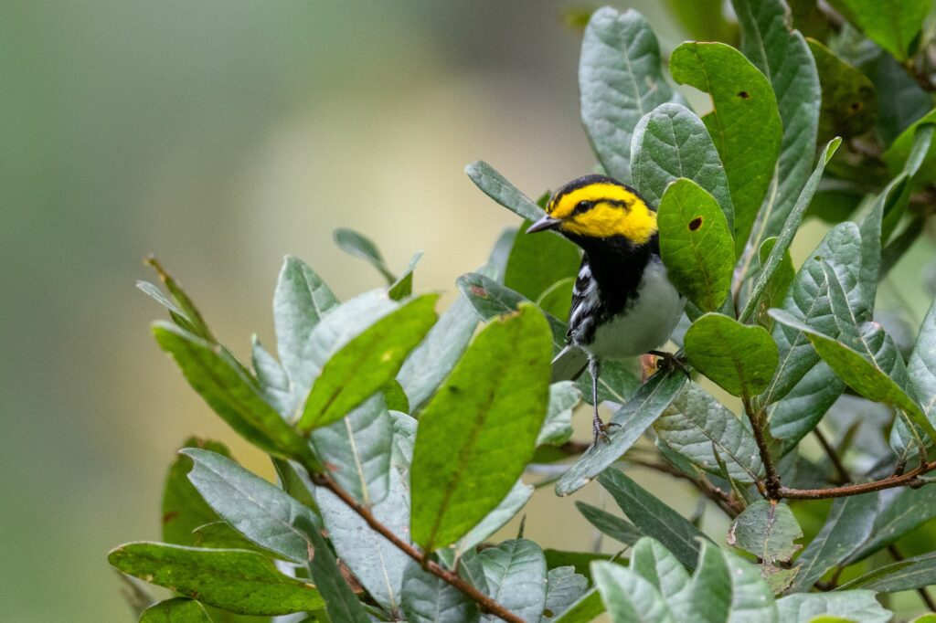 Small, black and gray bird with a yellow patch on each side of its head perched in live oak foliage.