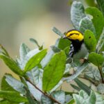 Small, black and gray bird with a yellow patch on each side of its head perched in live oak foliage.
