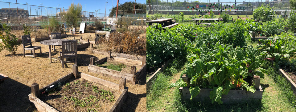 two before and after images of a garden side by side, one untended and the other full of growth