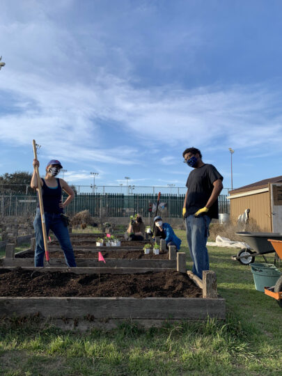 four students tend the UT Microfarm garden