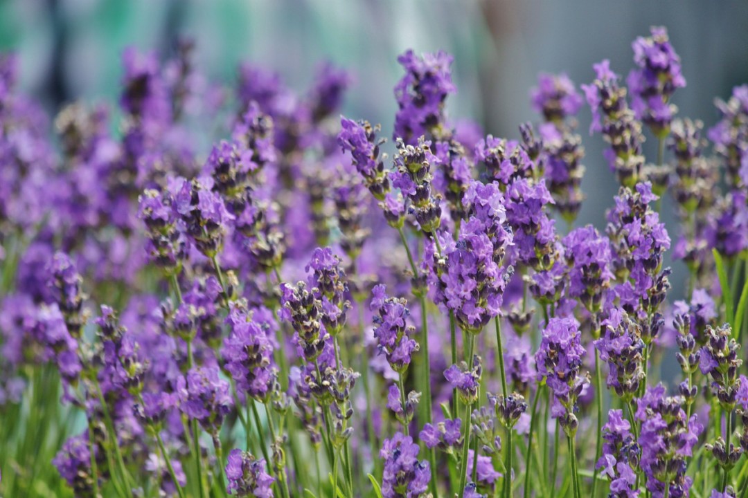 Does Lavender help Anxiety? Think Twice