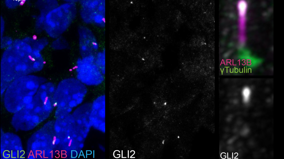 screen_shot_2020-08-03_at_5.04.57_pm