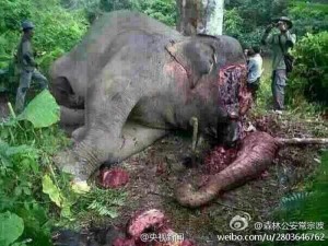 Beheaded Elephant in Yunnan Province