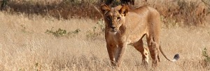 African lion female_Larry Bright