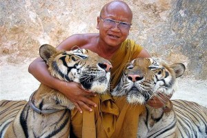 tiger-temple-thailand-29822