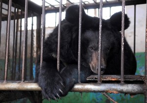A handout picture released by Animals Asia Foundation (AAF) shows an endangered black bear inside a cage at a bile farm in Weihai, Shandong province April 19, 2010. Twenty of China's 31 provinces are now bear-farm free after Animals Asia Foundation's dramatic rescue this week of 10 bears from Shandong Province's last bile farm, according to the AAF's press release. Picture taken April 19, 2010. REUTERS/AAF/Handout (CHINA - Tags: ANIMALS) FOR EDITORIAL USE ONLY. NOT FOR SALE FOR MARKETING OR ADVERTISING CAMPAIGNS - RTR2D5IB
