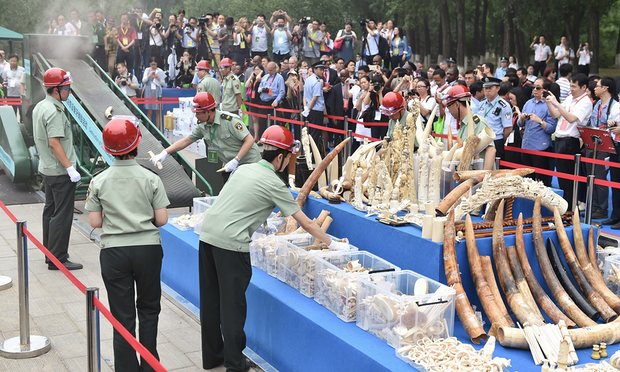 The Chinese government crushes more than a ton of ivory in May 2015. Source: The Guardian