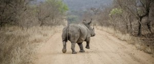 Rhinos Moved From the Kruger National Park