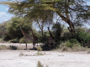 11127578_10153777712404972_6804760878120358240_n