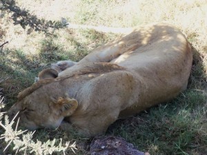 1517391_10153777711854972_6577304110719339094_n