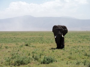 19606_10153777711374972_8196980394147322647_n