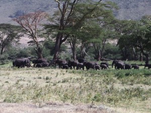 21029_10153777712139972_9168174850788412105_n