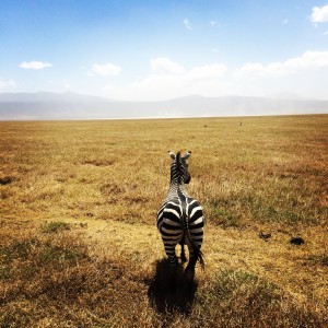 Photo taken by: Me! - Ngorogoro Crater, Tanzania