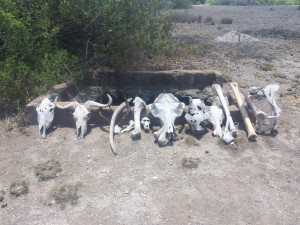 Photo taken by: Me! - Enduimet Wildlife Management Area, Tanzania