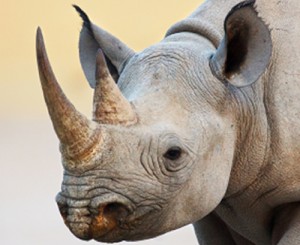 Black-rhino-Etosha