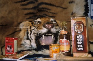 Tiger_medicines_reduced.5