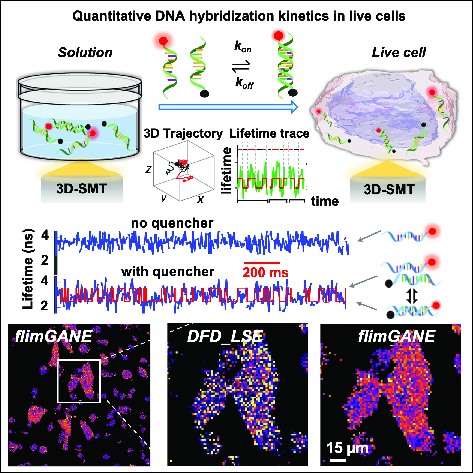 Time-resolved fluorescence measurement and imaging